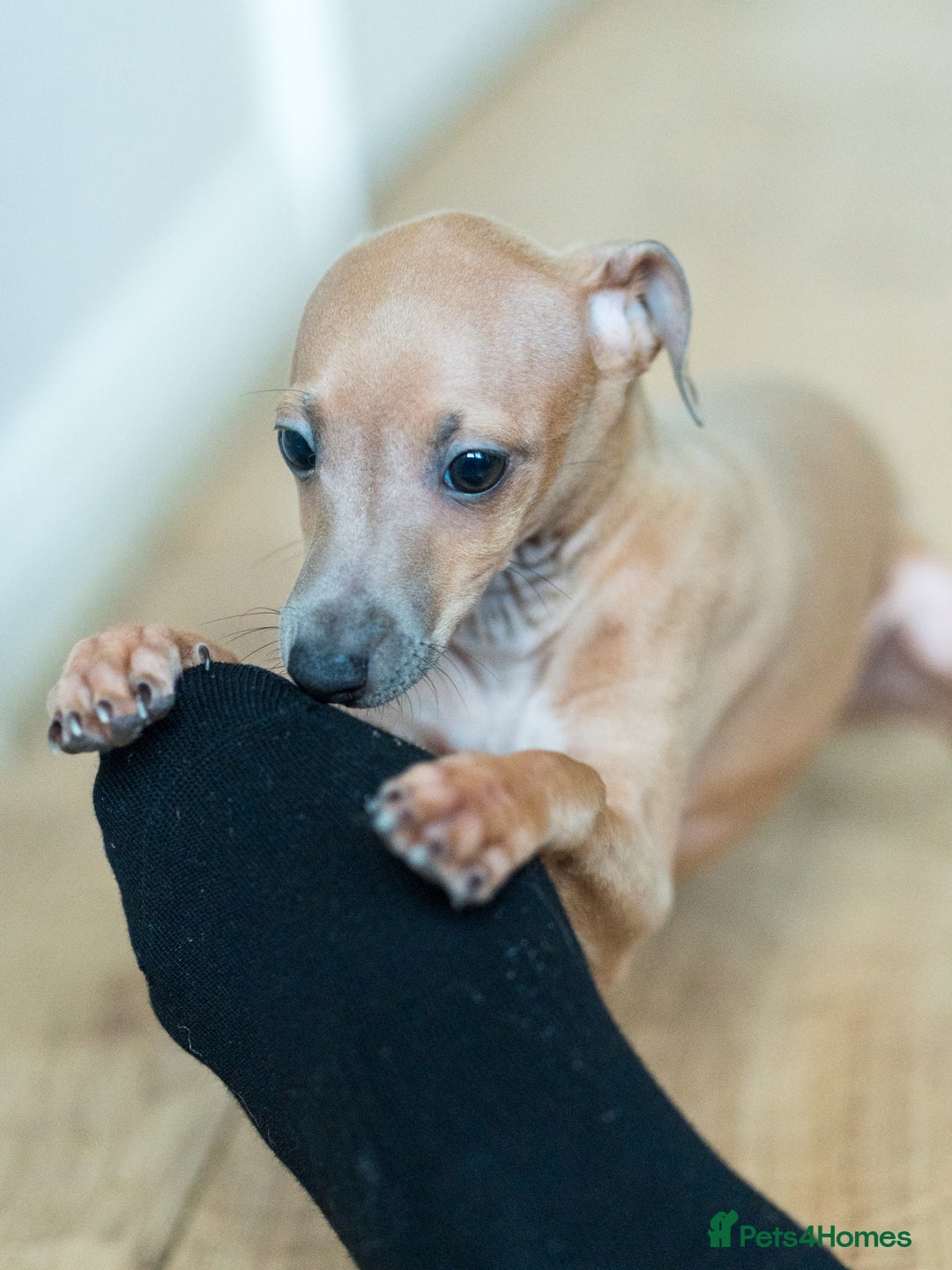 Italian Greyhound dogs for sale: Beautiful Italian greyhounds  - Advert 6