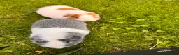 Guinea Pig rodents for sale: 2 male Teddy guinea pigs - Advert 2