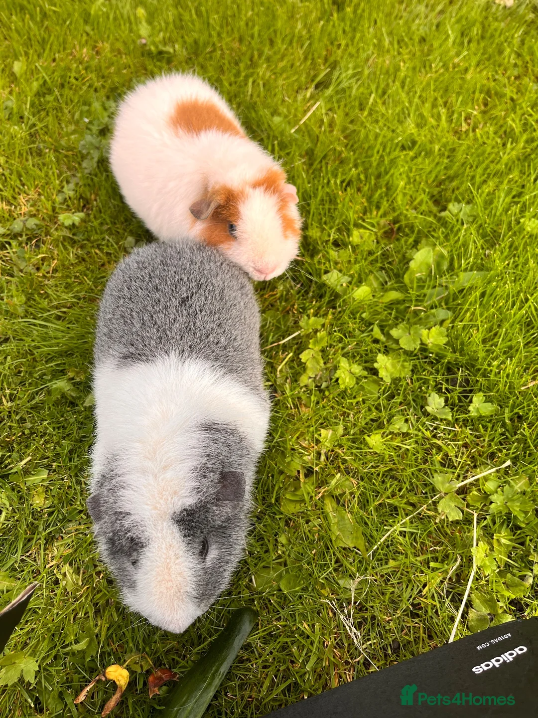 Guinea Pig rodents for sale: 2 male Teddy guinea pigs - Advert 2