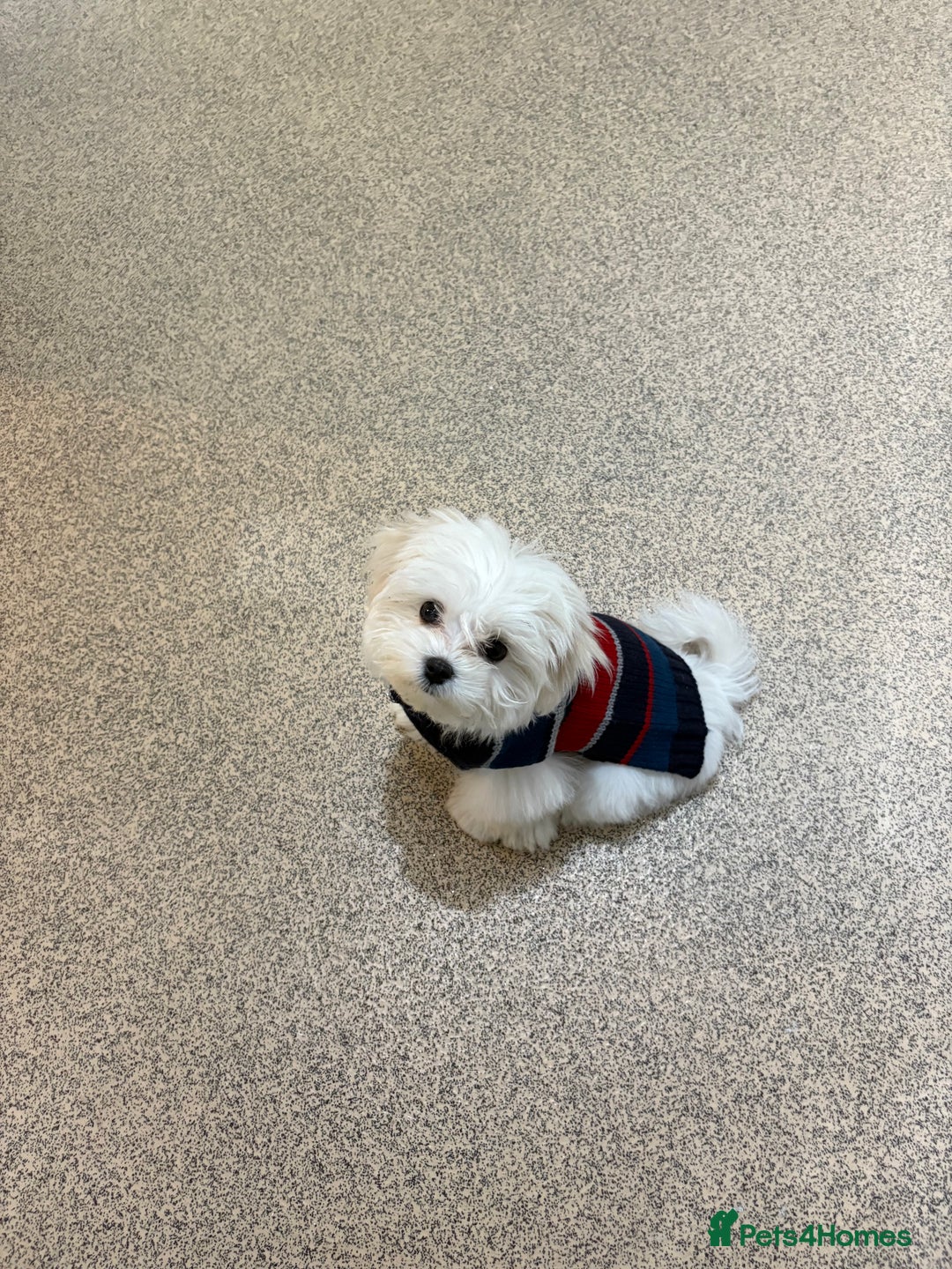 Maltese dogs for sale: Lovely male Maltese puppy  - Advert 2