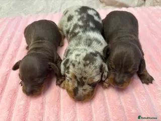 Miniature Dachshund dogs Stunning Mini Dachshund Puppies–Ready 30th April - Advert 14