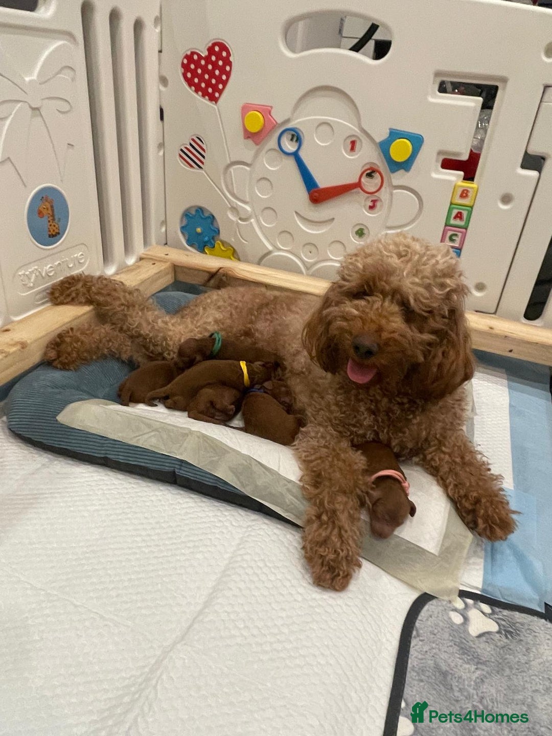 Mini Goldendoodle dogs for sale: Deep Red Mini Goldendoodle  - Advert 9