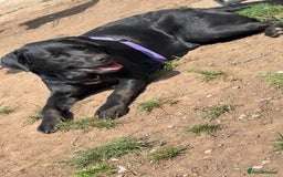 Labrador Retriever dogs for adoption: MOCHA - a Lovely, Young Girl for a Loving Home - Image 6