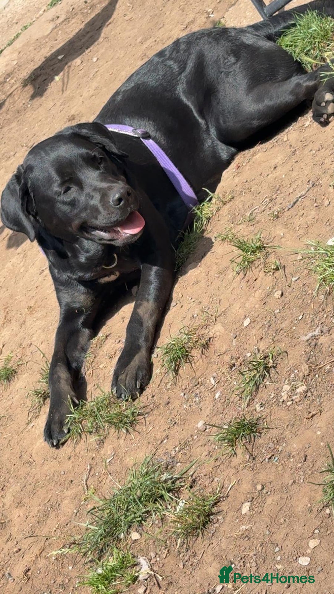 Labrador Retriever dogs for adoption: MOCHA - a Lovely, Young Girl for a Loving Home - Image 6
