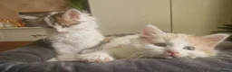 Mixed Breed cats for sale: mix Mainecoon - 1female- 1male - Advert 8
