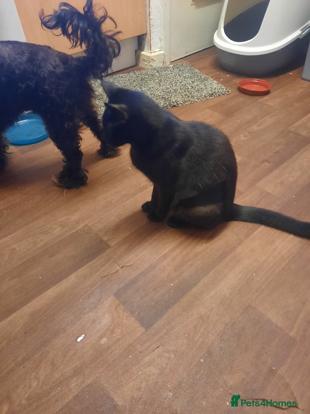 Domestic Shorthair cats for sale: 4 cats need rehoming  **  - Advert 3