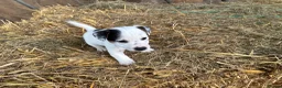 Jack Russell dogs for sale:  Tri coloured Jack Russel Pups! - Advert 18