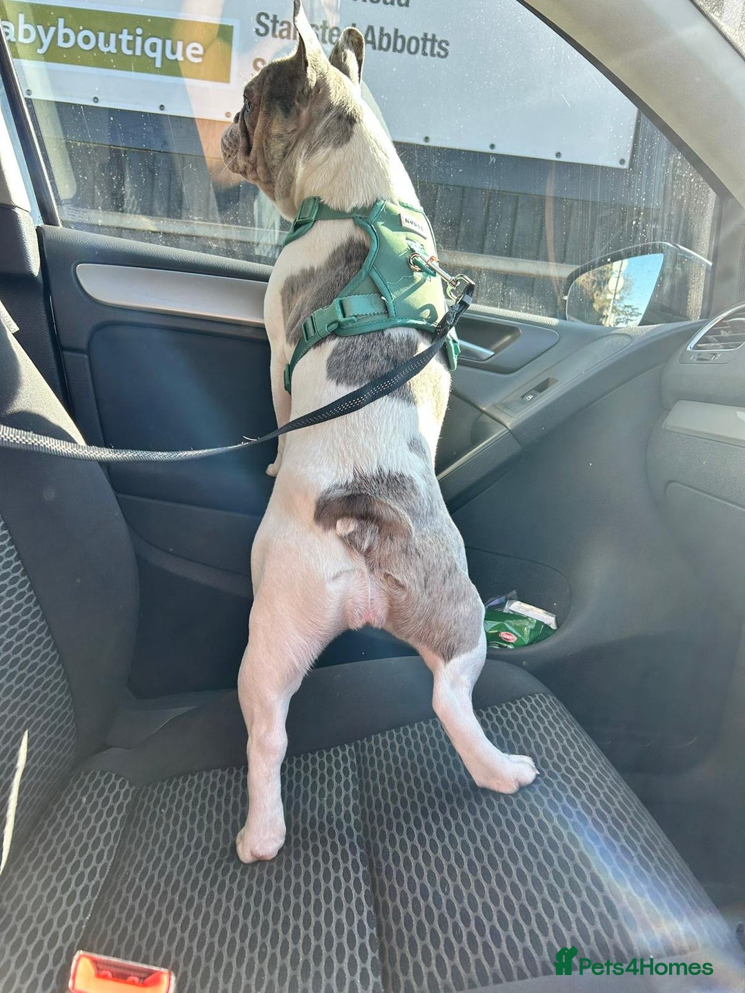 French Bulldog dogs for sale: Loving frenchie  - Advert 3