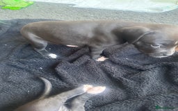 Mixed Breed dogs for sale: Pups for sale - Image 2