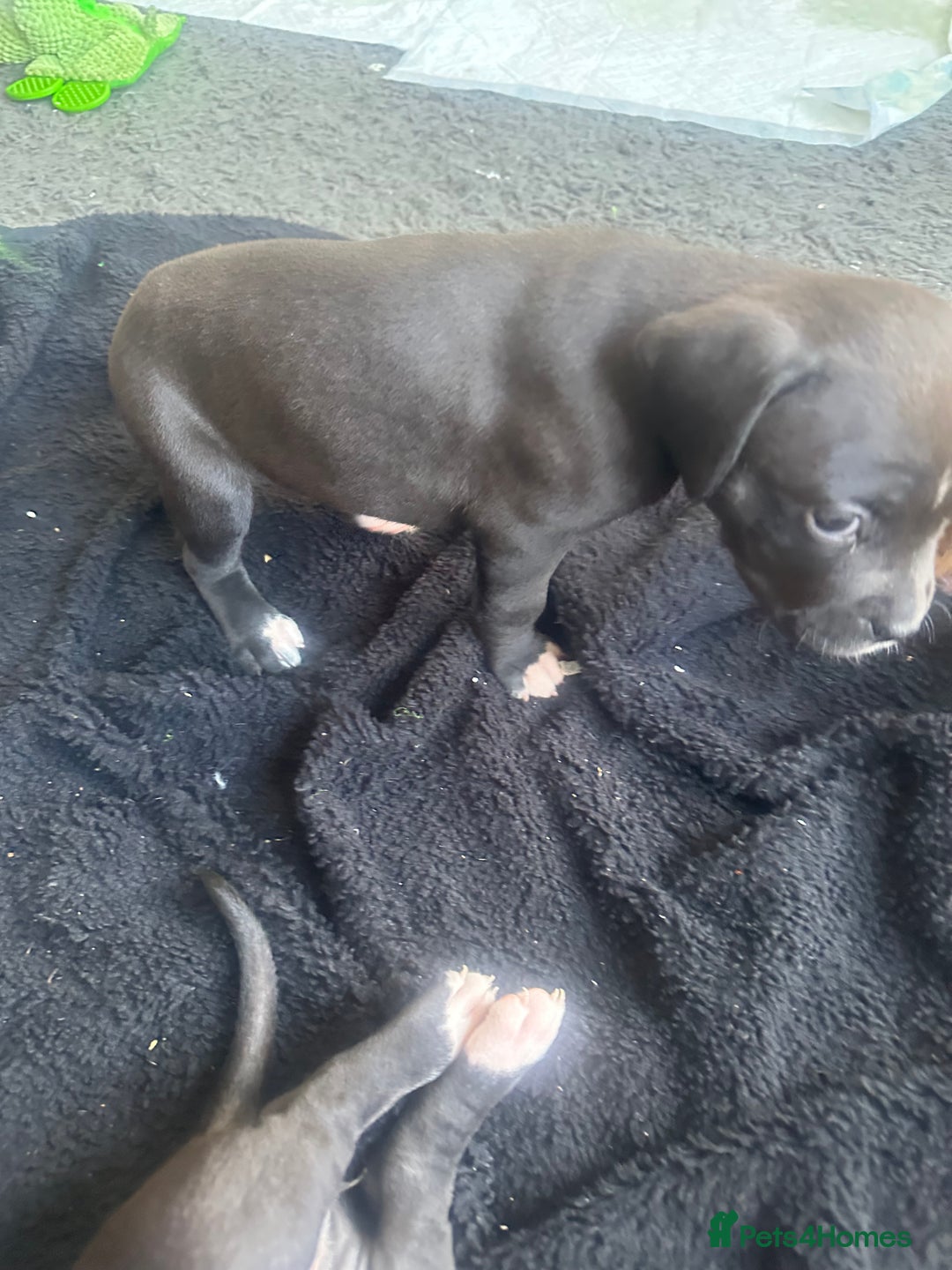 Mixed Breed dogs for sale: Pups for sale - Image 2