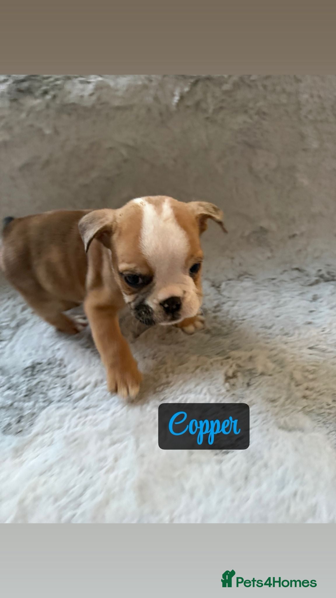 English Bulldog dogs English bulldog pups for sale  - Advert 3