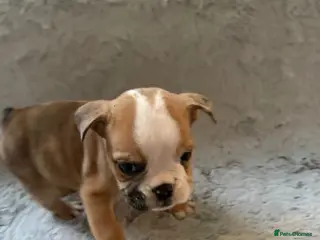 English Bulldog dogs English bulldog pups for sale - Advert 3