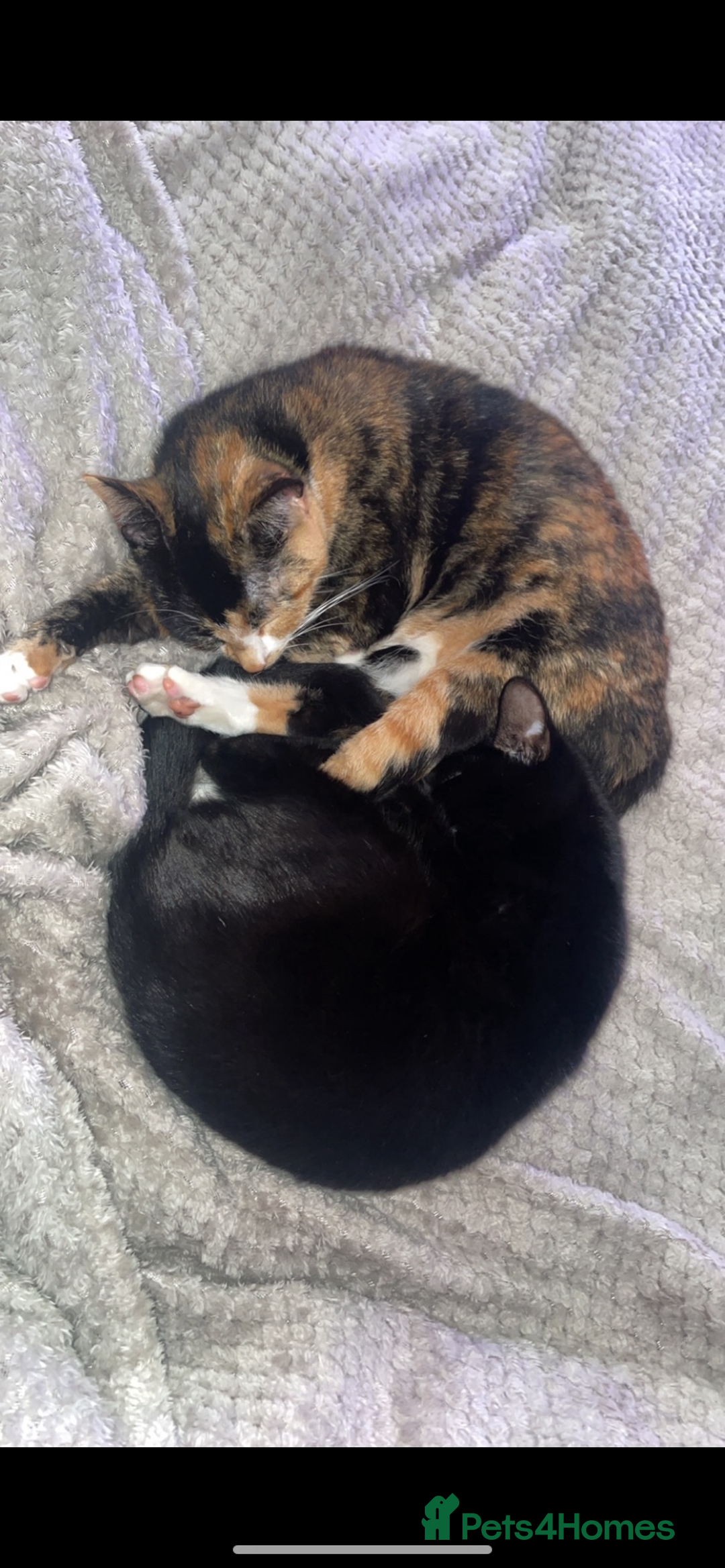 Mixed Breed cats for sale: Two cats (both female) looking for a loving home - Image 3