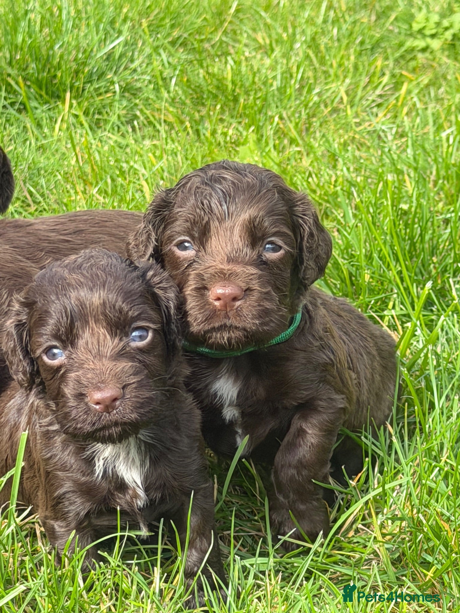 Cocker Spaniel dogs 🐾 1 girl & 1 boy available 🐾 - Advert 6