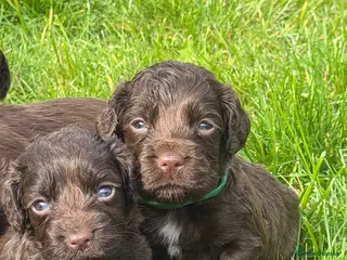 Cocker Spaniel dogs 🐾 1 girl & 1 boy available 🐾 - Advert 3