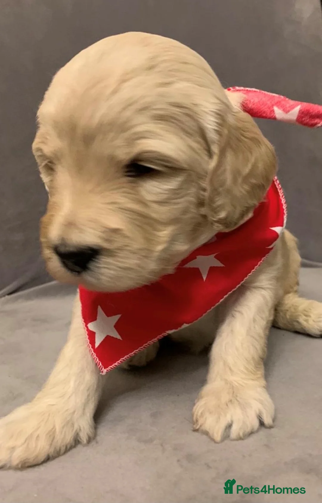 Labradoodle dogs for stud: Mini Doodle stud extensively DNA checked in Warrington - Advert 13