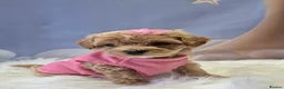 Maltipoo dogs for sale: Stunning Toy Asian & Korean F1 Maltipoo Apricot - Advert 29