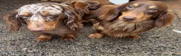 Miniature Dachshund dogs for sale: Long Hair Dachshund miniature Dapple - Advert 22
