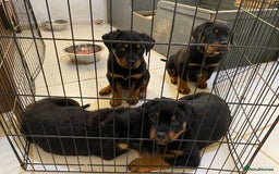 Rottweiler dogs for sale: KC Champion blood lines Rottweiler puppies  - Image 10