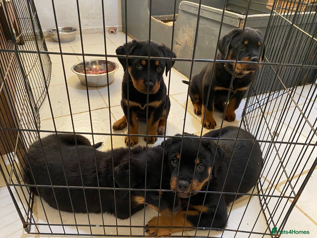 Rottweiler dogs for sale: KC Champion blood lines Rottweiler puppies  - Image 10
