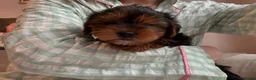 Yorkshire Terrier dogs for sale: Beautiful Yorkie pups ready to leave now  - Advert 17