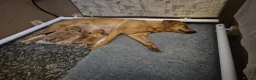 Labrador Retriever dogs for sale: KC REGISTERED LABRADOR PUPPIES  in Sandown - Advert 8