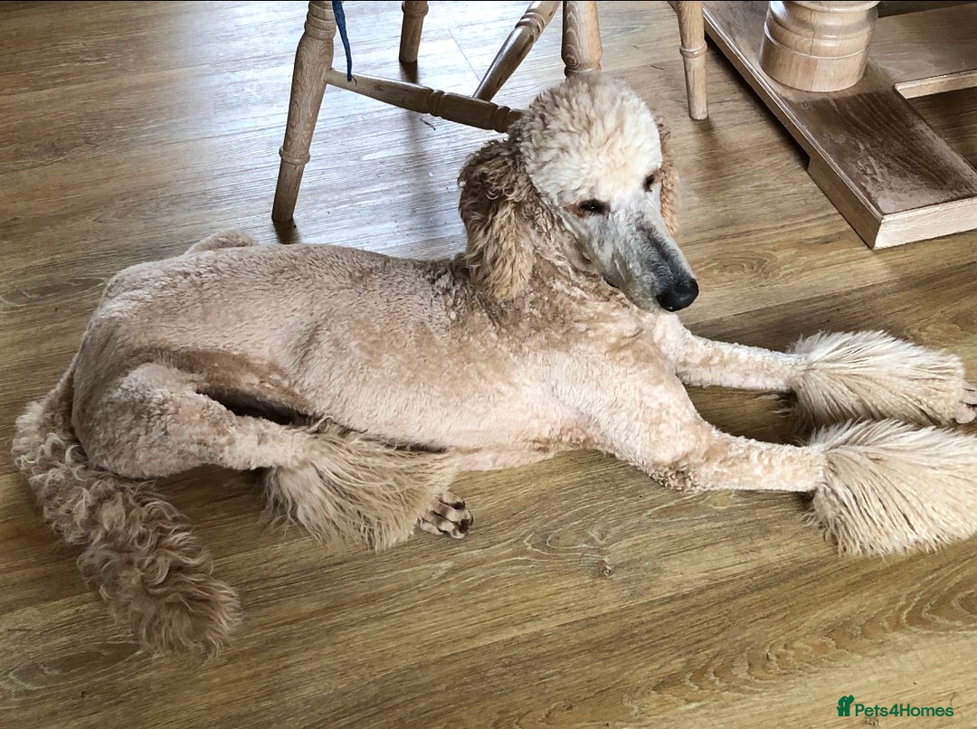 Cavapoo dogs for sale: Pups coming soon (F1) - Image 4