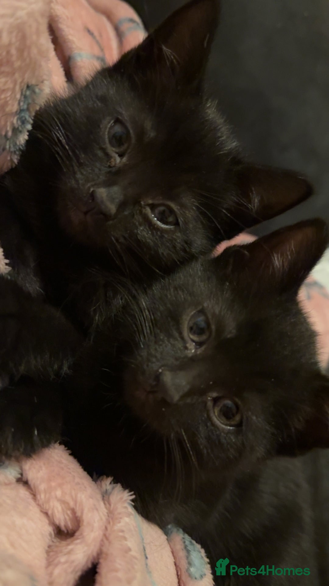 Mixed Breed cats for sale: Kittens looking for forever home - Advert 6