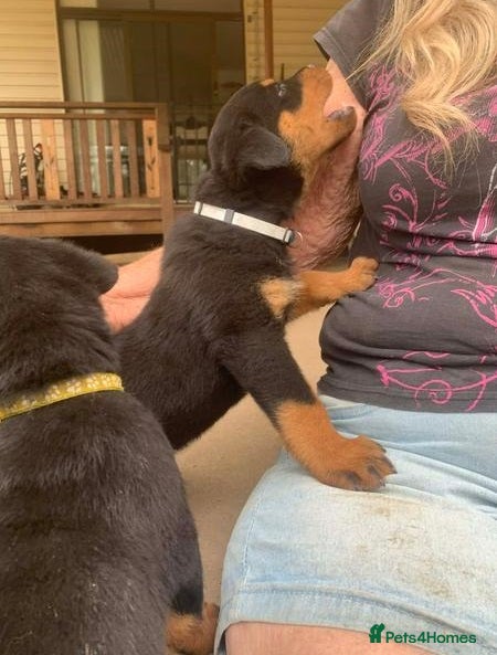 Rottweiler dogs Family raised prettiest rotties _ for new homes - Advert 1