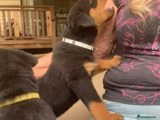 Rottweiler dogs Family raised prettiest rotties _ for new homes - Advert 1