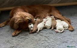 Cockapoo dogs for sale: Beautiful F1 Cockapoo Puppies  - Image 3