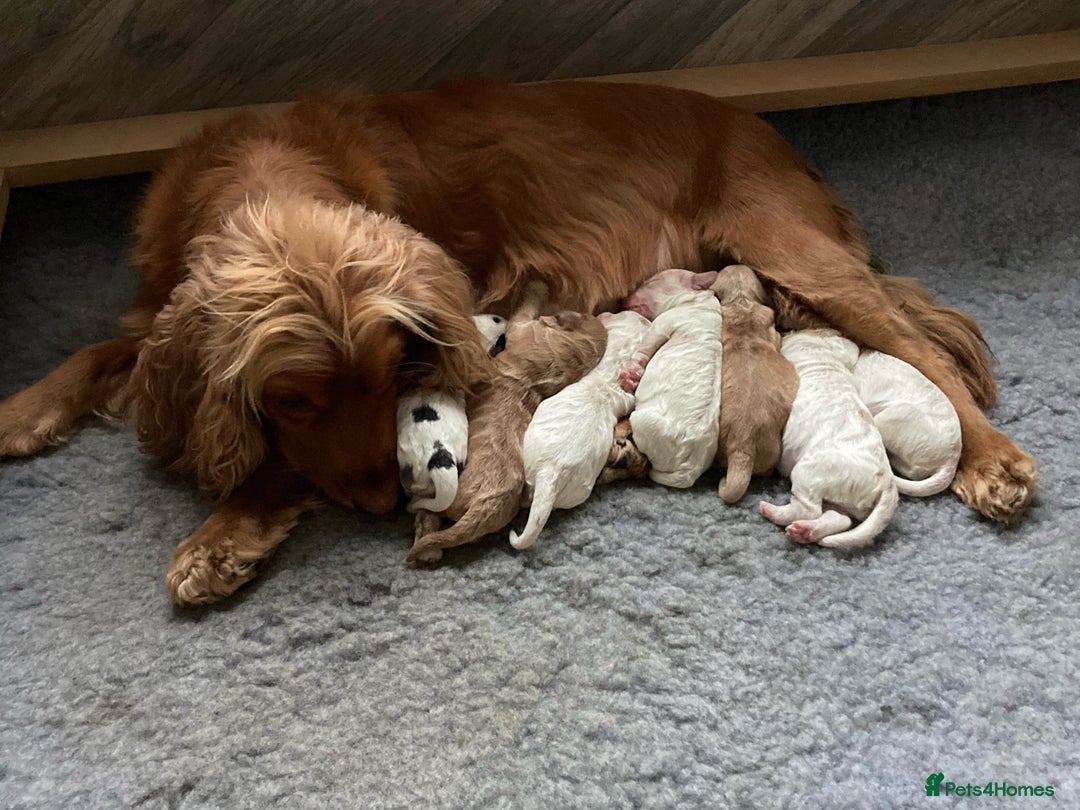 Cockapoo dogs for sale: Beautiful F1 Cockapoo Puppies  - Image 3