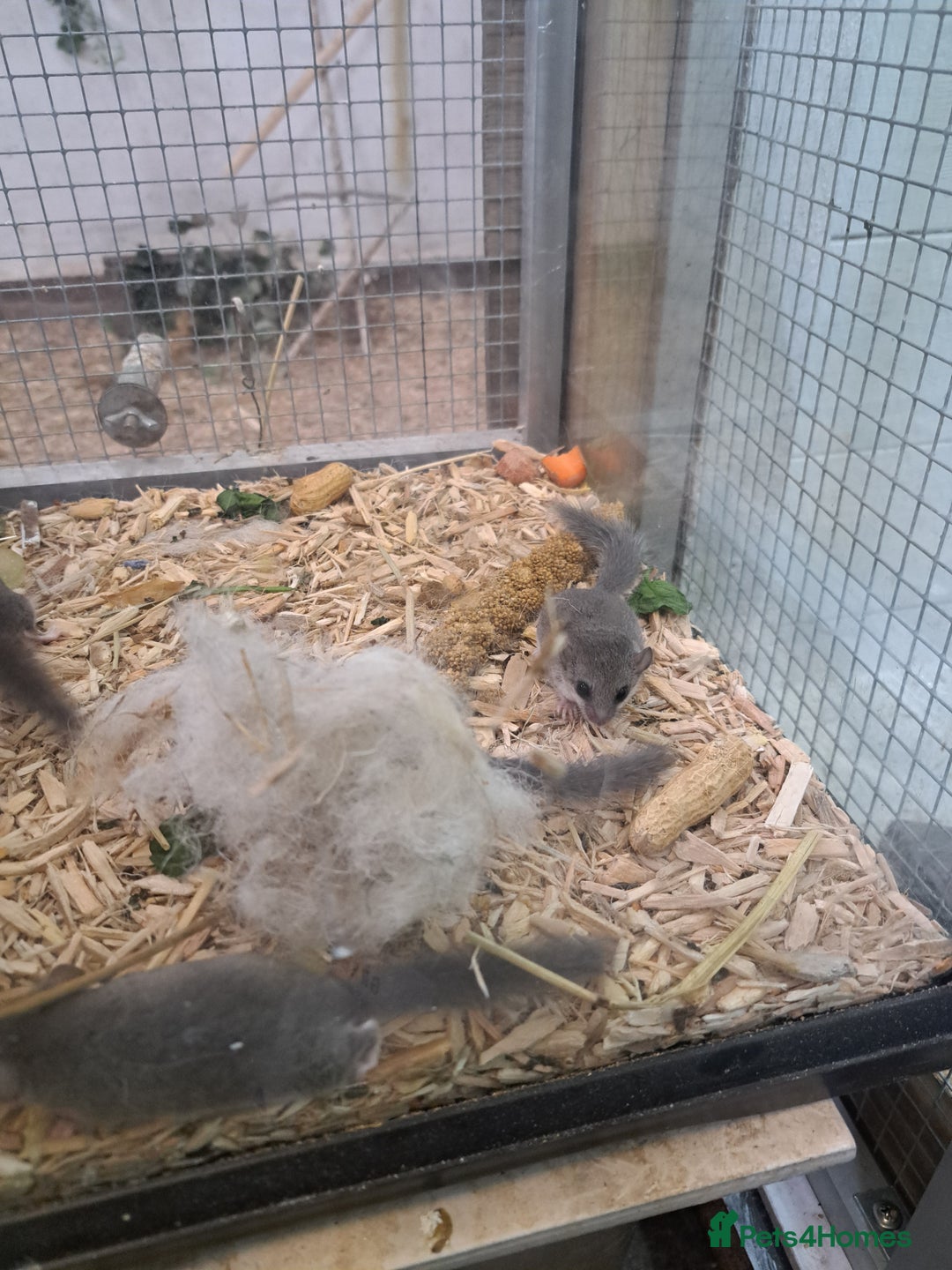 Mixed Breed rodents for sale: Micro squirrels  - Advert 3