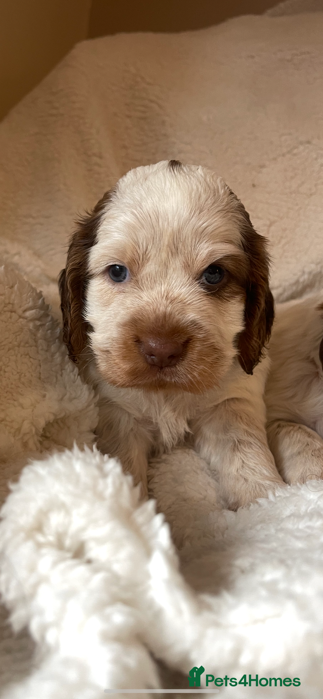 Cocker Spaniel dogs for sale: Cocker spaniel boy  - Image 3