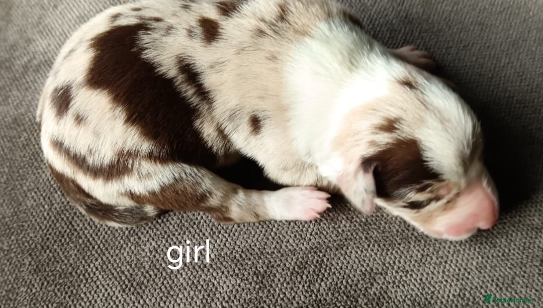 Border Collie dogs for sale: Border collie puppies B/W  - Advert 19