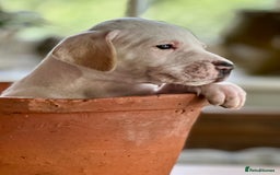 Pointer dogs for sale: KC reg Pointer Puppies - Image 15
