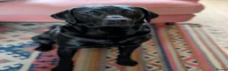 Labrador Retriever dogs for sale: 4 of 7 beautiful, healthy Labrador puppies  - Advert 3