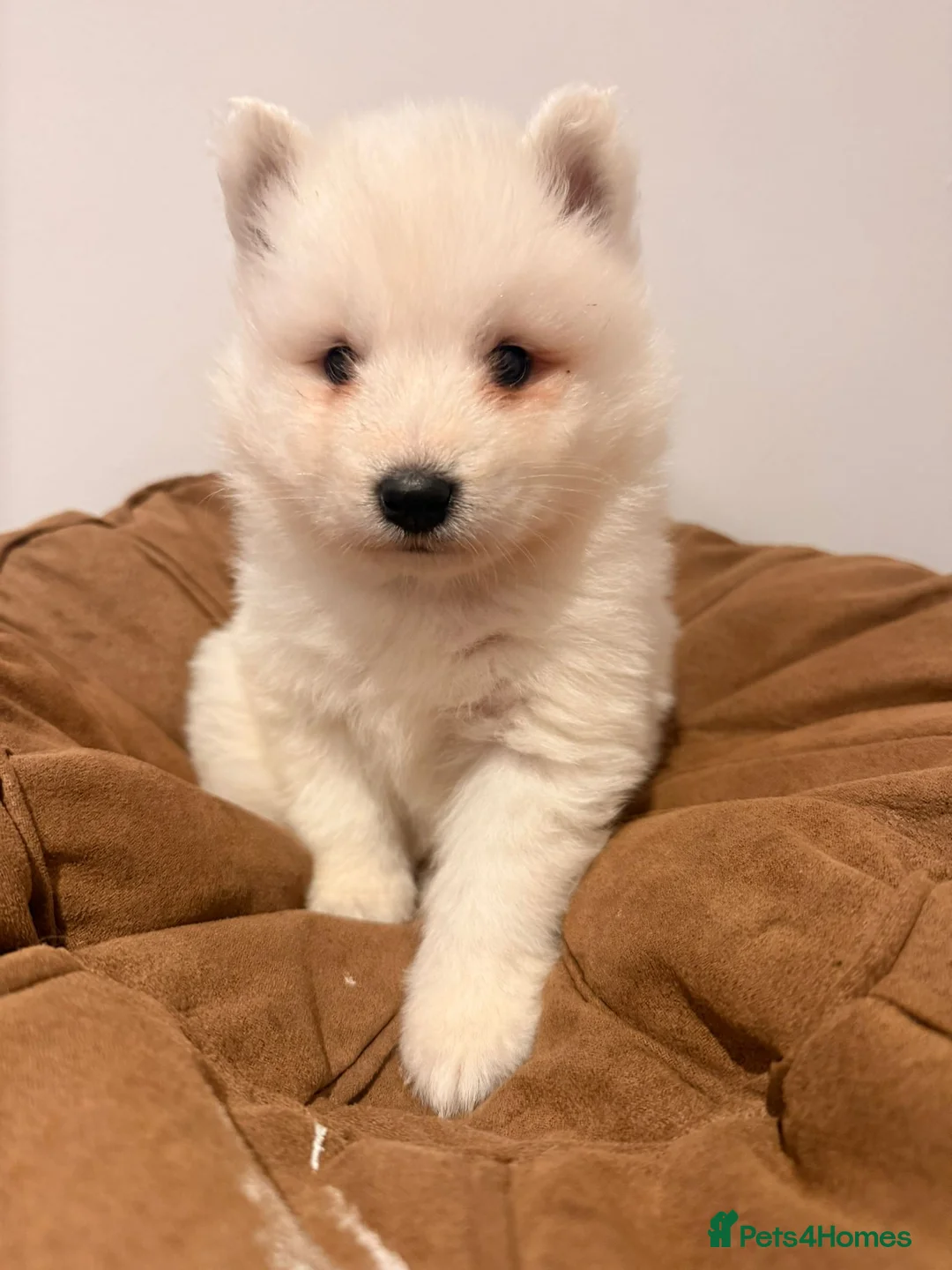 Samoyed dogs for sale: Samoyed Puppies for Sale - Advert 8