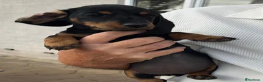 Miniature Dachshund 6