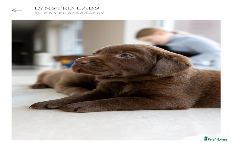 Labrador Retriever dogs - Advert 1
