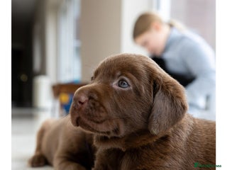 Labrador Retriever dogs Chocolate Labrador puppies - Advert 1