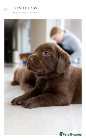Labrador Retriever dogs - Advert 1