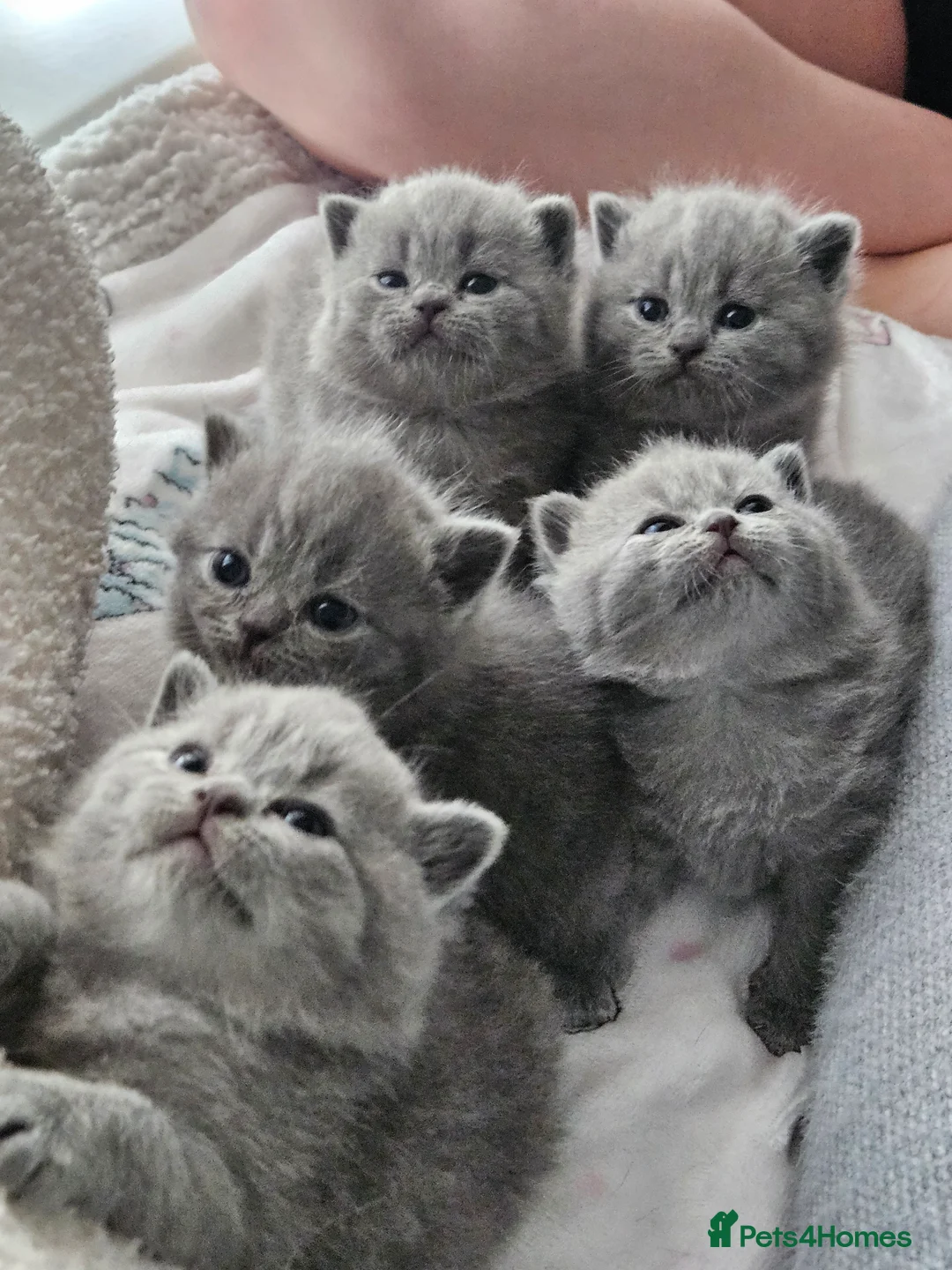British Shorthair cats for sale: Champion British Shorthair Kittens GCCF Pure Breed - Advert 1