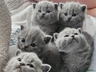British Shorthair cats Champion British Shorthair Kittens GCCF Pure Breed - Advert 18