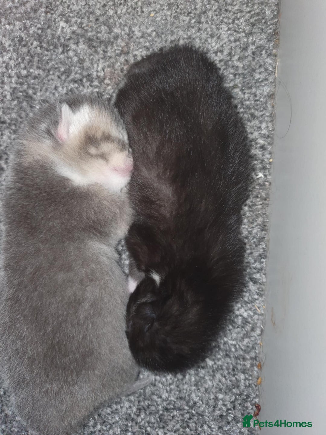 Domestic Shorthair cats for sale: Kittens looking for their new home - Image 4