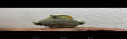 Cockatiels birds for sale: Cockatiel  - Advert 3