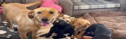 Labrador Retriever dogs for sale: Joey - Black Working Line Labrador Retriever  - Advert 8