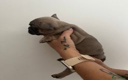 French Bulldog dogs for sale: Quality french bulldogs available to leave 🐾 - Image 25