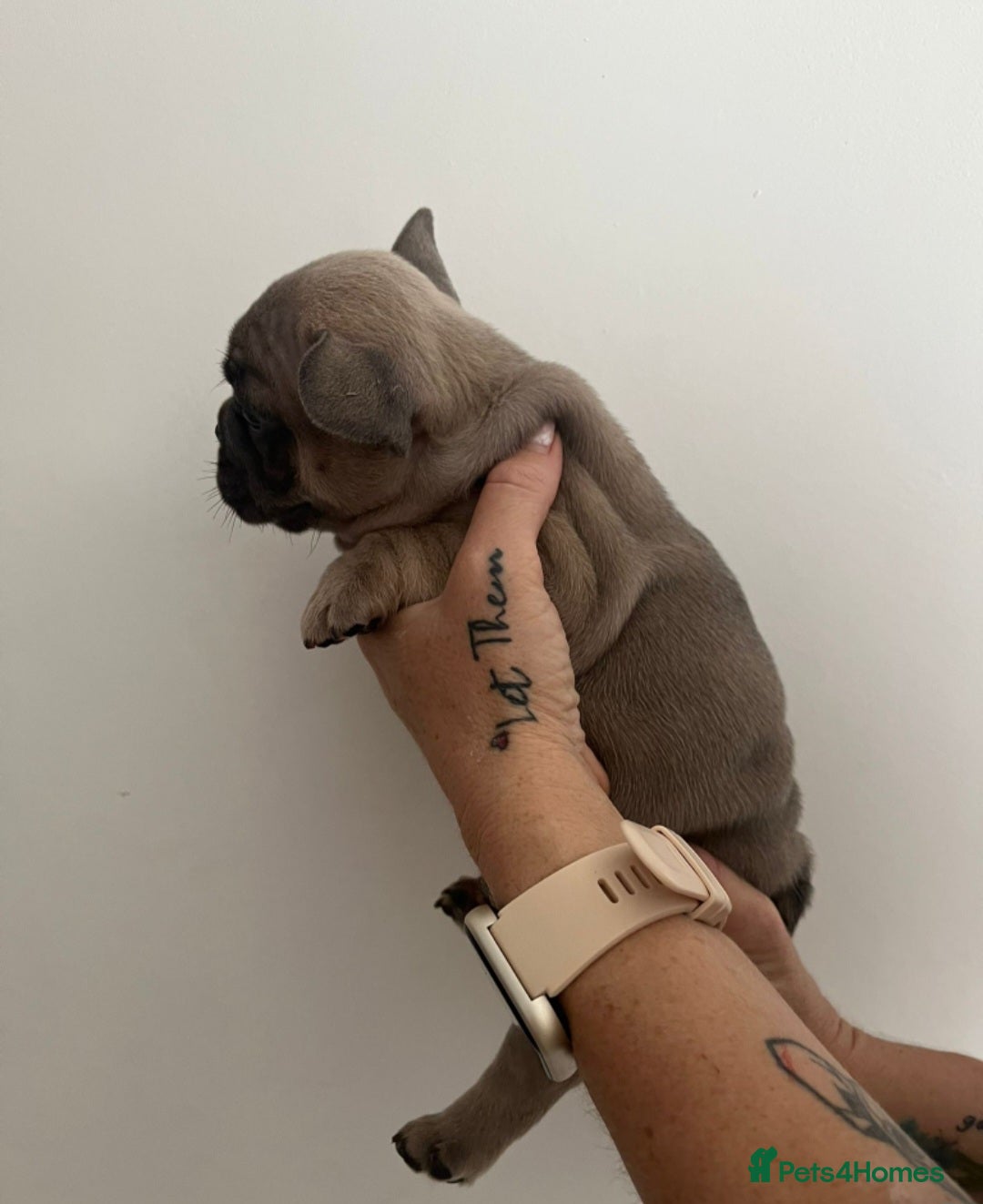 French Bulldog dogs for sale: Quality french bulldogs available to leave 🐾 - Image 25