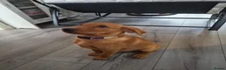 Labrador Retriever dogs for sale: Female fox red lab - Advert 3